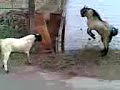 goat goat