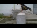 NGP ParKouR NGP ParKouR