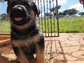 Puppies!! - My german shepherd puppies Puppies!! - My german shepherd puppies