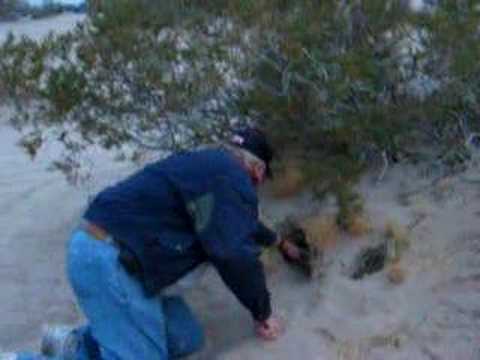 Amaragosa Kangaroo Rats