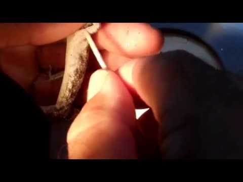 how to treat snake mites