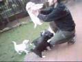 Husky Yuma and her puppies 