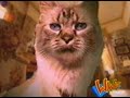 Video anschauen