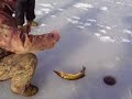 Ice fishing chain pickerel