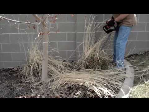 how to trim grass bushes