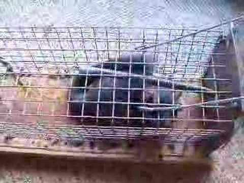 Glis-Glis (dormouse)