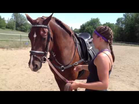 how to fit draw reins