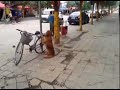 Cão cuida da bicicleta de seu dono