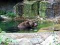 Grizzly Drinks Pittsburgh Zoo Sept 2008