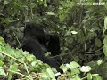 Humba the Mountain Gorilla in Congo Humba the Mountain Gorilla in Congo