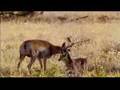 Nextel Commercial - NWDC 
