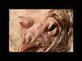 seordag-tv.html