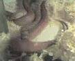 snakes-have-sex