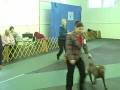 Dog show USA. Chinese shar-pei Specialty 2008.
