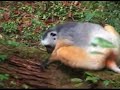 Diademed Sifaka and Red Bellied Lemur