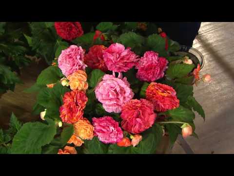how to fertilize begonias