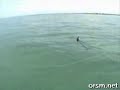 Hammerhead Shark Hammerhead Shark