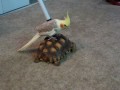 Cockatiel riding on a tortoise