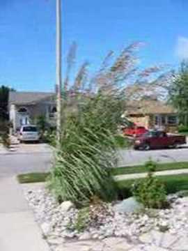15 foot pampas grass