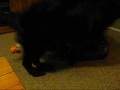 videos de newfie fun with dad_0001.wmv