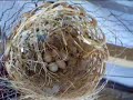 diamantes mandarines love birds