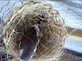 diamantes mandarines love birds