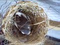diamantes mandarines love birds