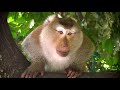 Koh Phi Phi, Maya Bay, Thailand. (HD)