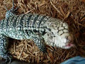 Extreme Giant  Tegu Yearling \"Blizard\"