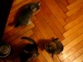 Голодные котята 1