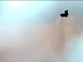 Cocteau Twins - Tranquil Eye