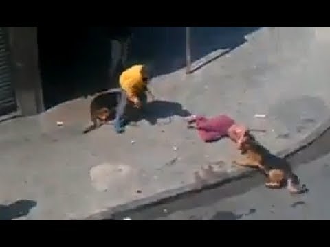 شاهد شراسة الكلاب مع الرجل