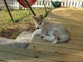 Alaskan Malamute puppy Pyry