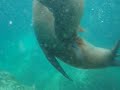 sea lions at play sea lions at play