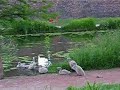 Les cygnes, tous à l'eau !