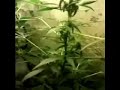 Movie.wmv