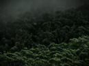 corrimal mist