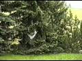 videos de tracer elka