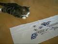 手ぬぐいで遊ぶねこ。