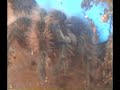 paj?ki atakuj? (spiders attack)