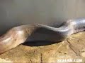 GIANT snake swallows camera man GIANT snake swallows camera man