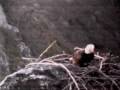 Checking out the WE nest at dusk Checking out the WE nest at dusk