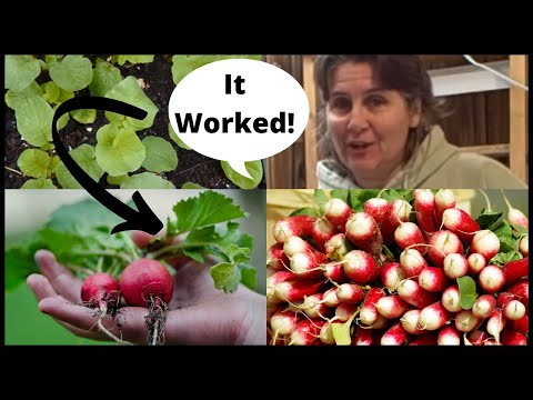 how to replant radishes