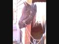 videos de Galop embarqué balade