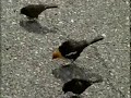 Yellow headed blackbirds