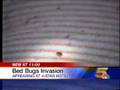 Glenwood Springs Hotel And Bed Bugs