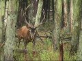 Red Deer Moments [Veluwe]