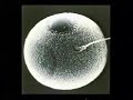 \"clonazione terapeutica e ontogenesi dell\ \"clonazione terapeutica e ontogenesi dell\