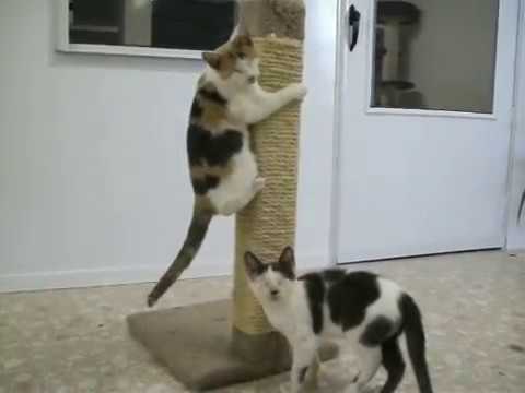 See video