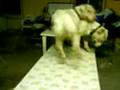 mis perritos preciosos